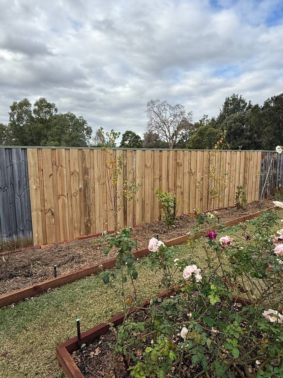 New timber paling fence after storm repair